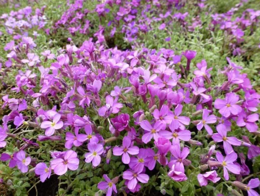 AUBRIETA 'Leichtlinii' 