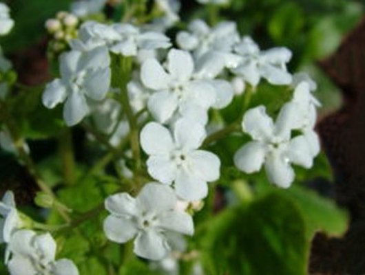 BRUNNERA macrophylla 'Marley's White' ®
