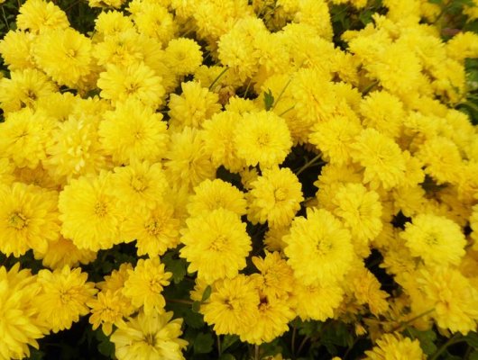 CHRYSANTHEMUM 'Citronella' - Chrysanthème des jardins