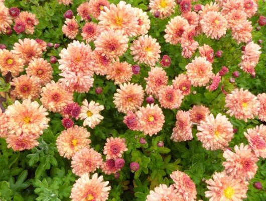 CHRYSANTHEMUM 'Herbstbrokat' - Chrysanthème des jardins