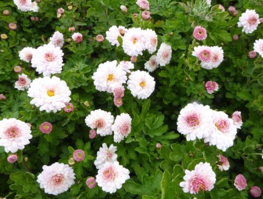 CHRYSANTHEMUM 'Julia' - Chrysanthème des jardins