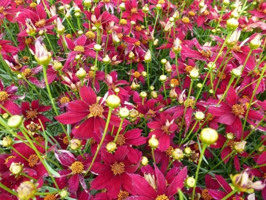 COREOPSIS verticillata 'Red Satin' ® - Coréopsis verticillé
