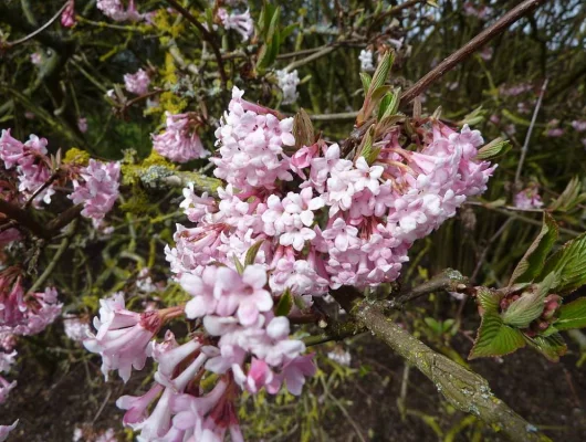 VIBURNUM bodnantense 'Dawn' - Viorne d'hiver 'Dawn'