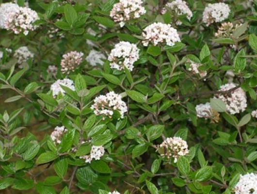 VIBURNUM burkwoodii - Viorne de Burckwood