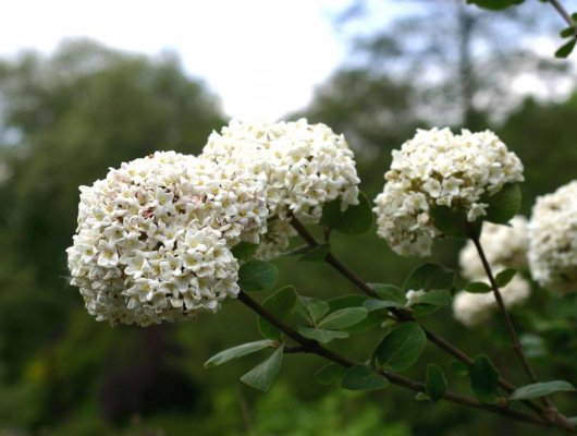 VIBURNUM carlesii - Viorne de Corée parfumée