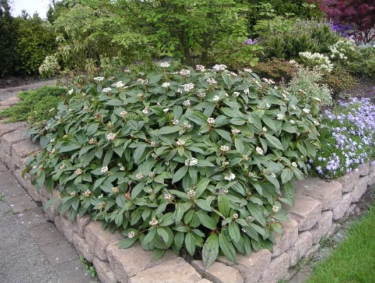 VIBURNUM davidii