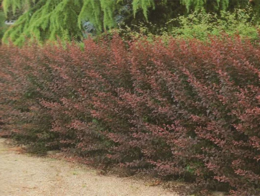 BERBERIS thunbergii 'Atropurpurea' - Epine vinette