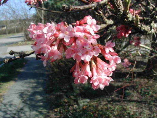 VIBURNUM farreri - Viorne d'hiver, Viorne parfumée