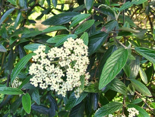 VIBURNUM 'Pragense' - Viorne de Prague