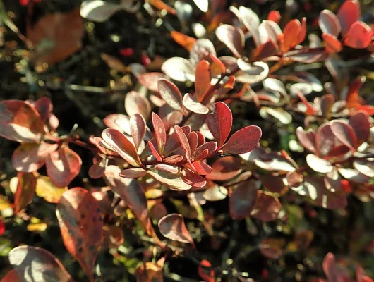 BERBERIS thunbergii 'Atropurpurea Nana' - Epine vinette