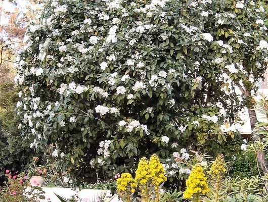 VIBURNUM tinus - Laurier tin