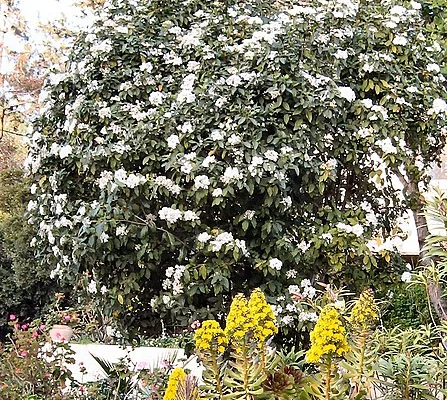 VIBURNUM tinus 'Eve Price' - Laurier tin 'Eve Price'