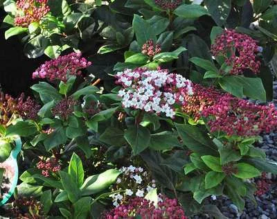 VIBURNUM tinus 'Gwenllian' - Laurier tin nain 'Gwenllian