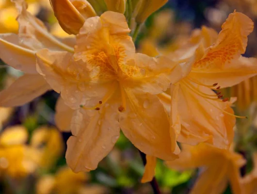 AZALEE mollis 'Jaune'