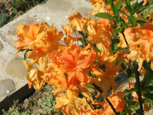 AZALEE mollis 'Orange' - Azalée de chine