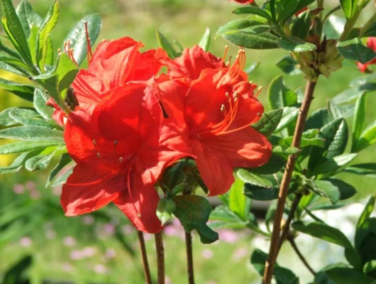 AZALEE mollis 'Rouge'