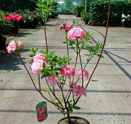 AZALEE mollis 'Rose' - Azalée de Chine