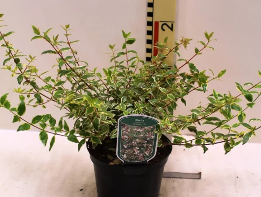 ABELIA grandiflora 'Radiance'®