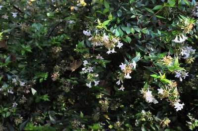 ABELIA grandiflora 'Sherwood' - Abélie nain, arbuste nain