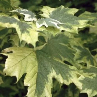 ACER platanoides 'Drummondii' - Erable plane à feuilles panachées 'Drummondii '