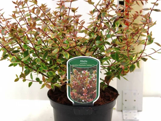 ABELIA grandiflora 'Sunshine Daydream'® (Abelops'®) - Abélie a grandes fleurs