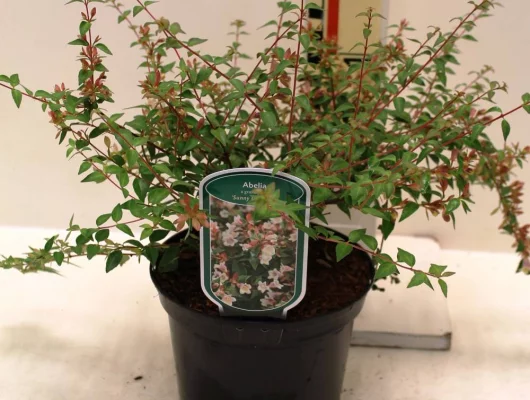 ABELIA grandiflora 'Sunny Charm' ® (Minduo01®) - Abélia à grande fleurs