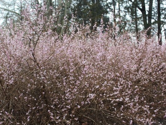 ABELIOPHYLLUM distichum 'Roseum' - Forsythia rose de Corée