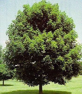 ACER platanoides 'Emerald Queen' - Erable plane 'Emerald Queen'