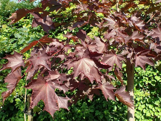 ACER platanoides 'Faassen's Black' - Erable plane 'Faassen's Black'