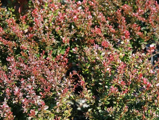 BERBERIS thunbergii 'Bagatelle' - Epine vinette de Thunberg