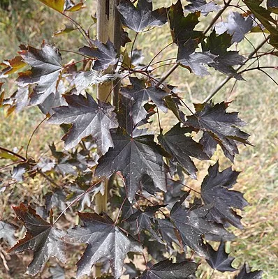 ACER platanoides 'Royal Red' - Erable plane 'Royal Red'