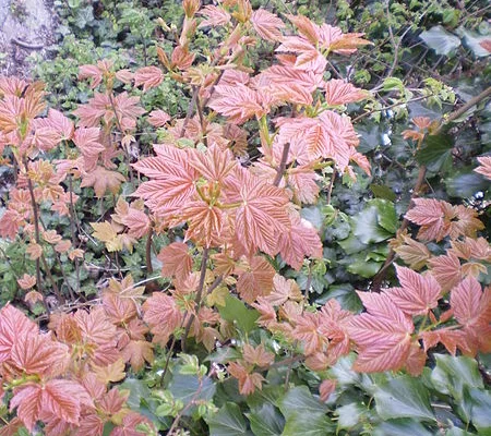 ACER pseudoplatanus 'Brilliantissimum' - Erable sycomore, Erable crevette