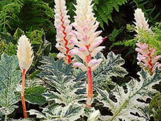 ACANTHUS 'Tasmanian Angel'