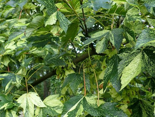 ACER pseudoplatanus 'Leopoldii' - Erable sycomore à feuilles panachées, 'Leopoldii'