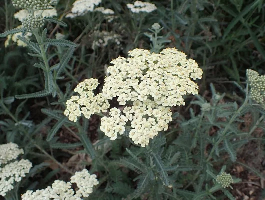 ACHILLEA 'Anthea'