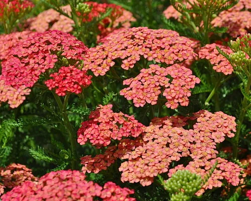 ACHILLEA 'Apricot Delight'