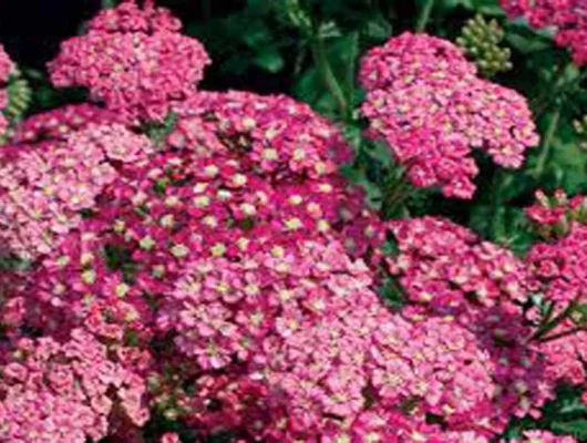 ACHILLEA 'Lightning Pink'