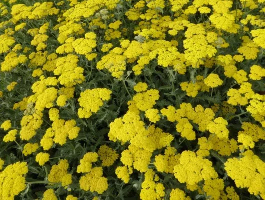 ACHILLEA 'Moonshine' - Achillée vivace