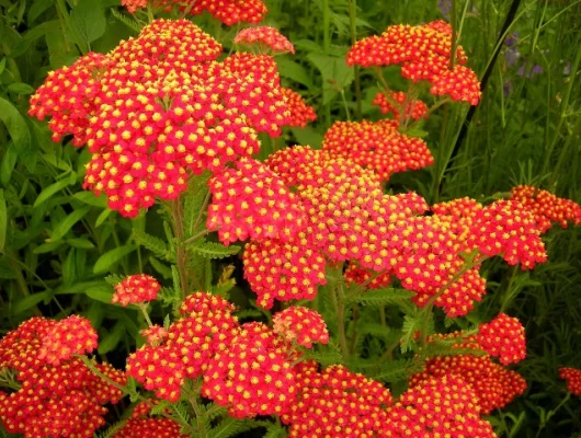 ACHILLEA millefolium 'Safran'