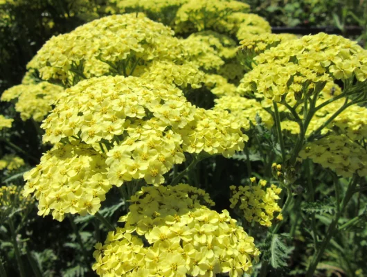 ACHILLEA 'Sunny Seduction'