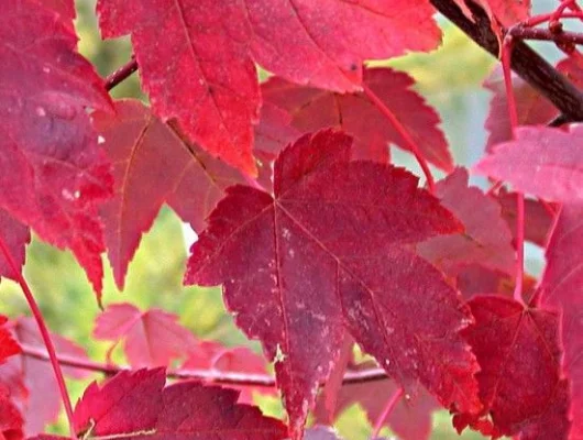 ACER rubrum - Erable rouge