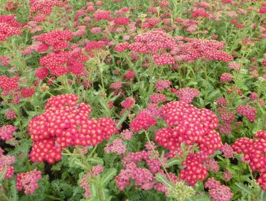 ACHILLEA millefolium 'Belle Epoque'
