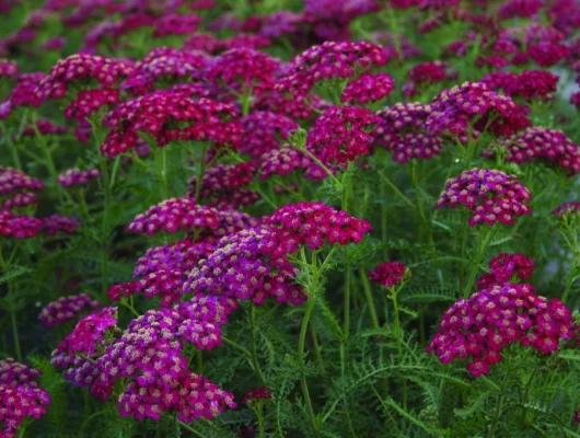 ACHILLEA millefolium 'Christel'