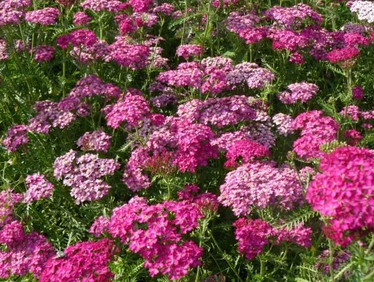 ACHILLEA millefolium 'Heidi'