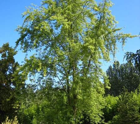 ACER saccharinum - Erable argenté lacinié, 'Wieri'