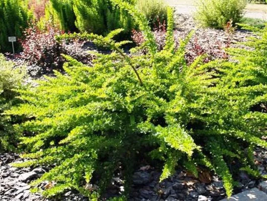 BERBERIS thunbergii 'Green Carpet' - Epine vinette de Thunberg