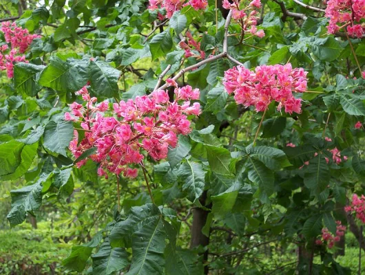 AESCULUS X carnea 'Briotii' - Maronnier à floraison rouge 'Briotii'