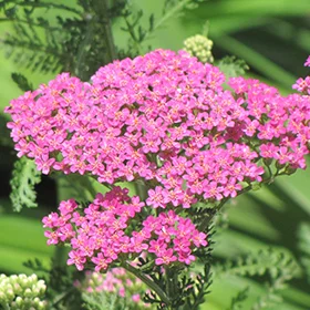 ACHILLEA millefolium 'Pretty Belinda'
