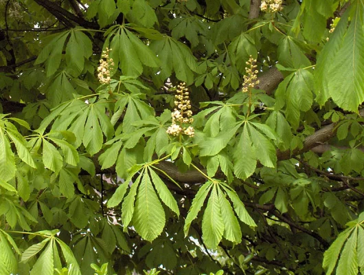 AESCULUS hippocastanum - Marronnier blanc, marronnier d'Inde