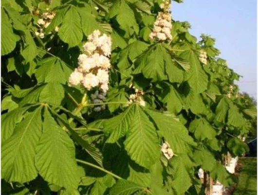 AESCULUS hippocastanum 'Baumannii' - Marronnier blanc à fleurs doubles 'Baumanii'.